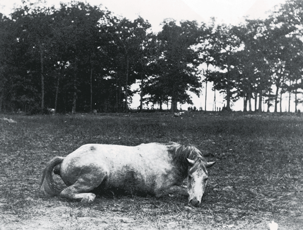 12. A Rebel colonel’s horse (possibly belonging to Colonel Henry B. Strong, 6th Louisiana, who died in fighting near the Cornfield), killed near the East Woods